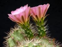 Thumbnail of 1805_Echinocereus roetteri Orogrande_20150615_02(1).JPG